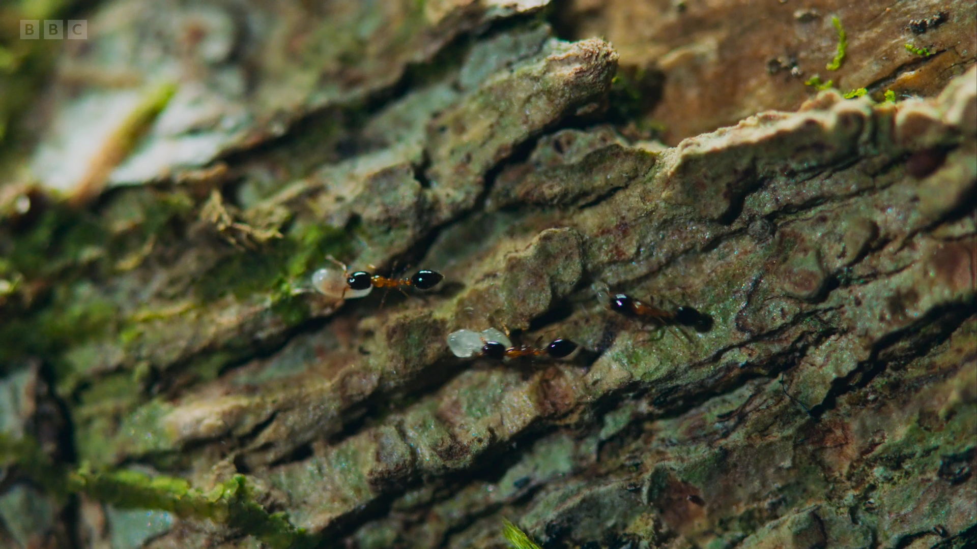 Bicoloured trailing ant (Monomorium floricola) as shown in Planet Earth II - Jungles